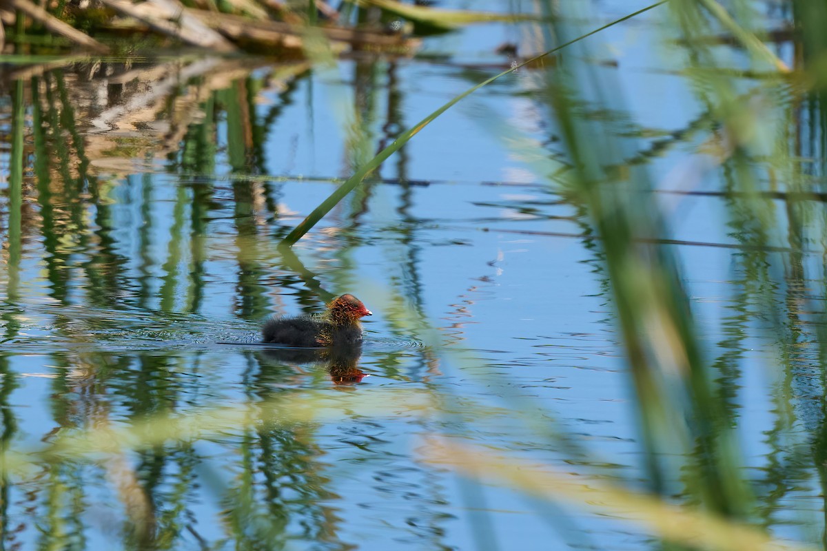 Eurasian Coot - Beata Milhano