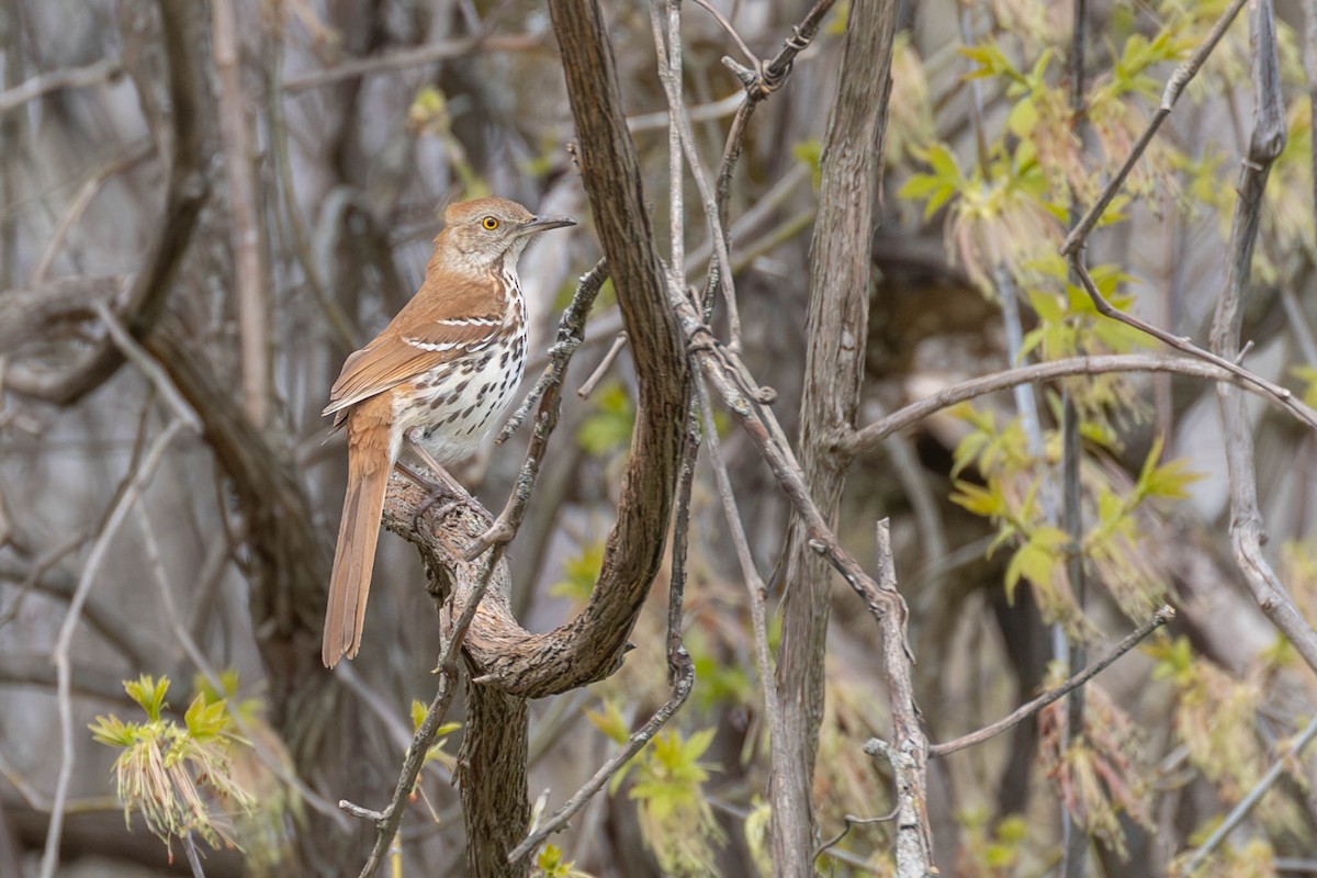 Brown Thrasher - County Lister Brendan