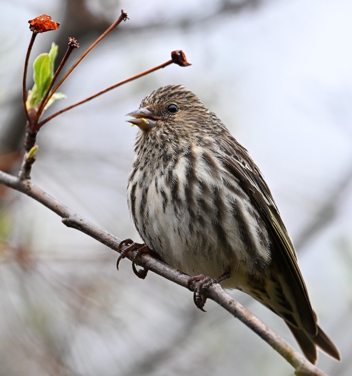 Pine Siskin - ML618262679