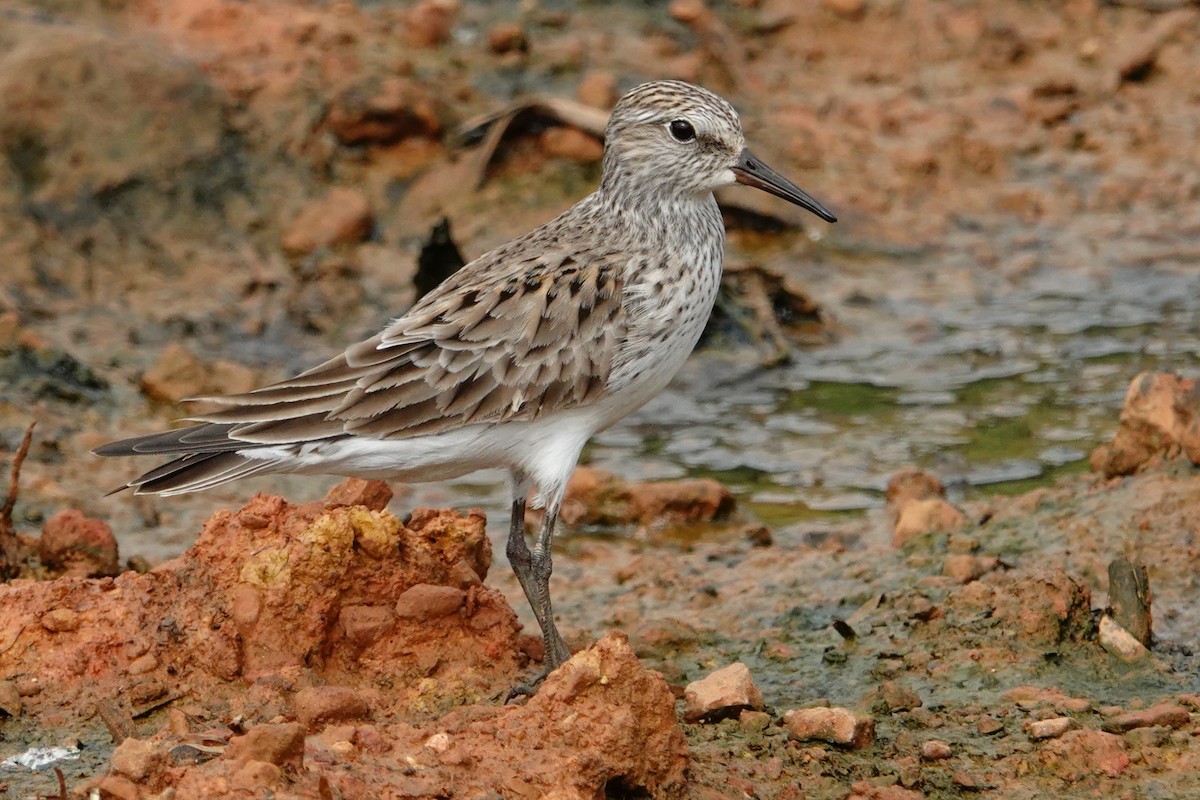 White-rumped Sandpiper - Vincent Rufray