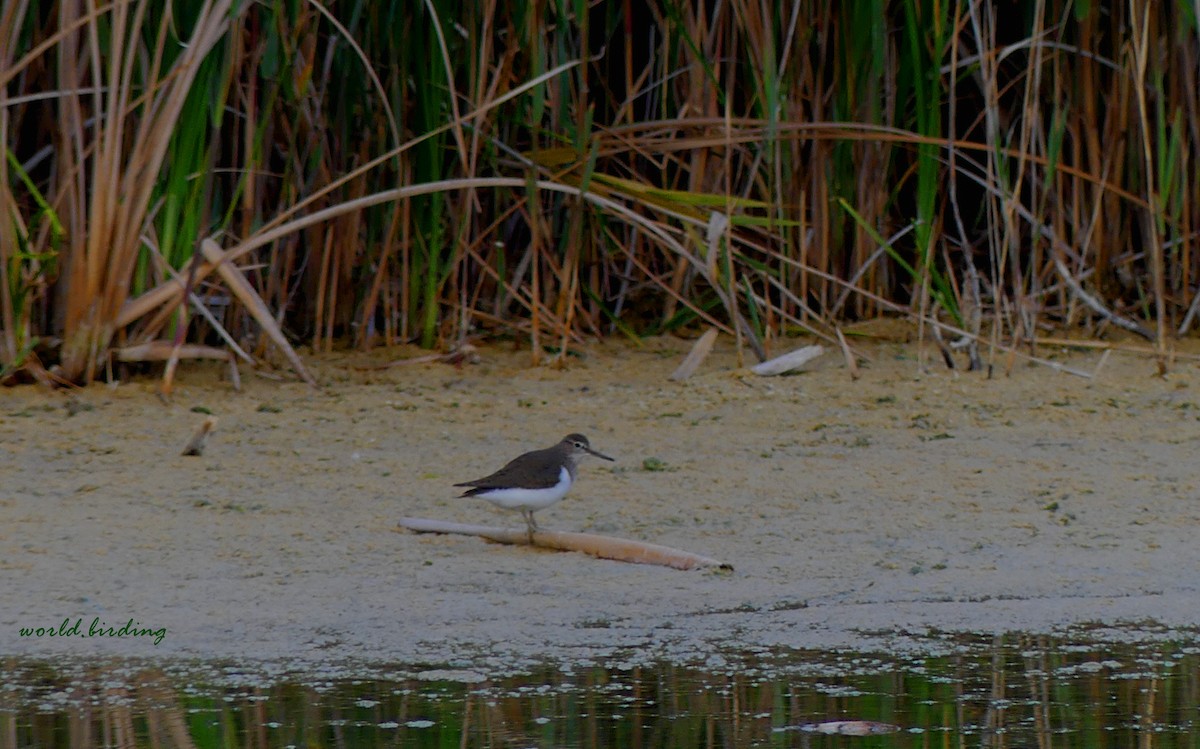 Common Sandpiper - Joan Albalat Abella