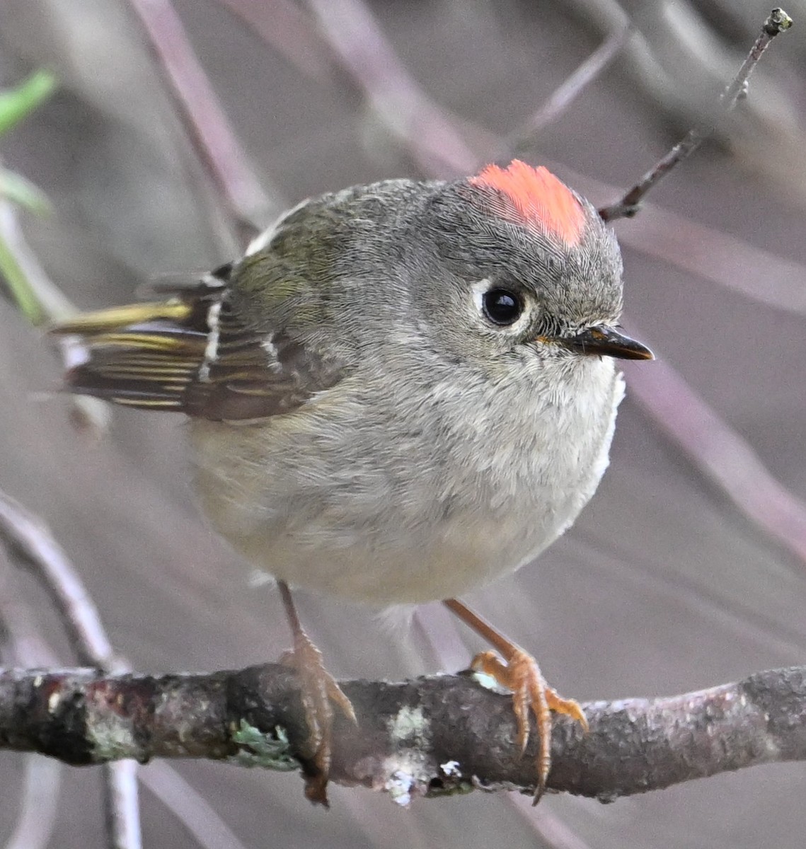 Ruby-crowned Kinglet - Alan Sankey  COHL