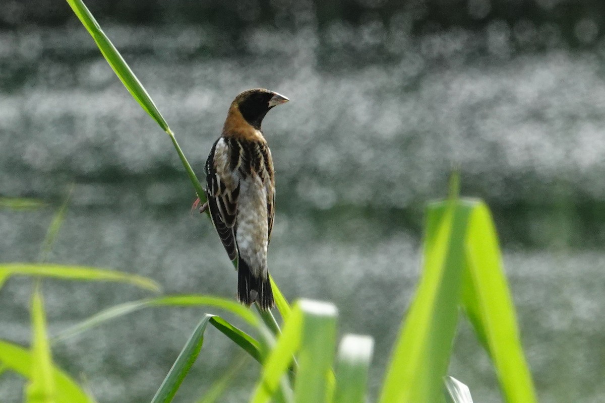 Bobolink - ML618262707