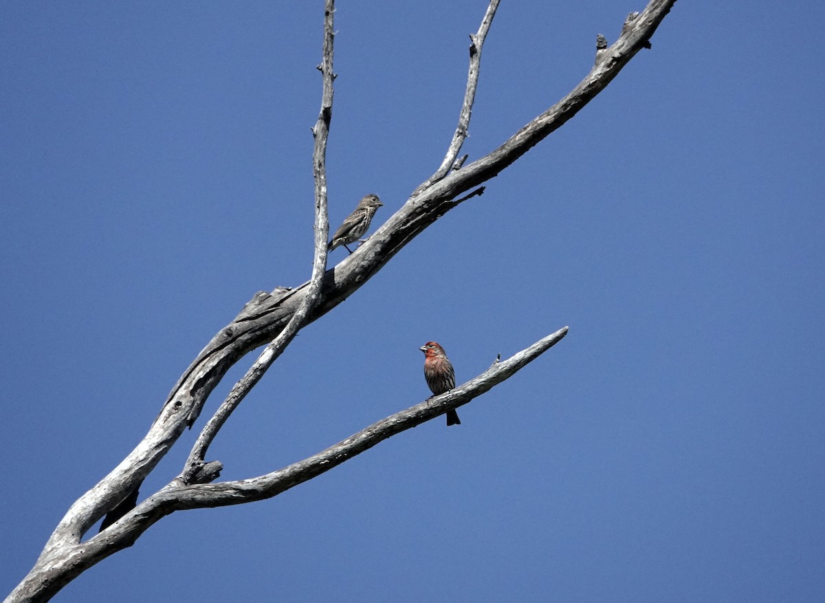 House Finch - Ann Marshall