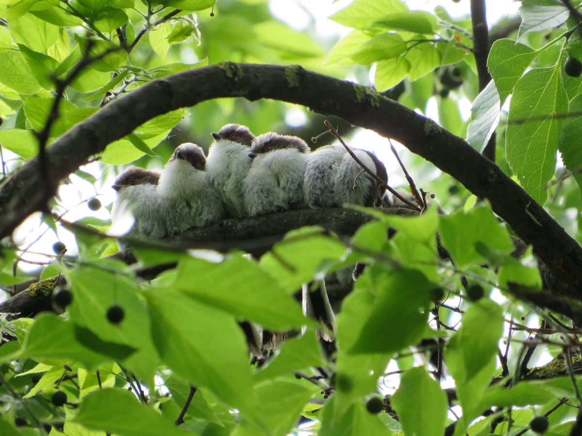 Long-tailed Tit - MIloš Racković