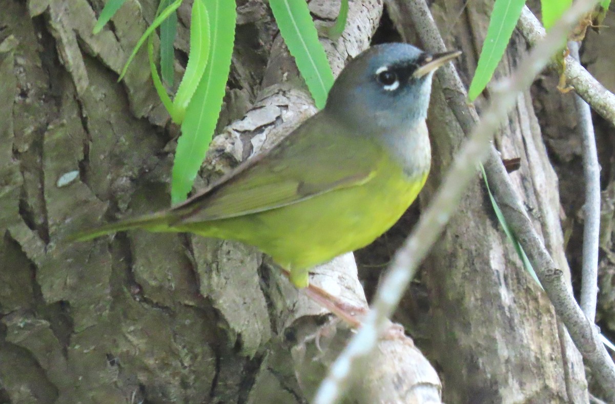 MacGillivray's Warbler - ML618262723