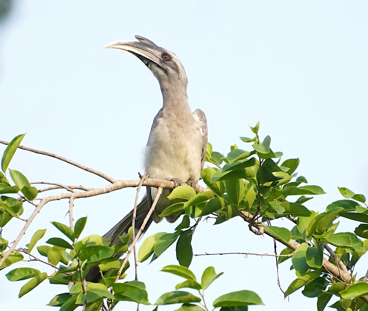 Indian Gray Hornbill - Ayaan S