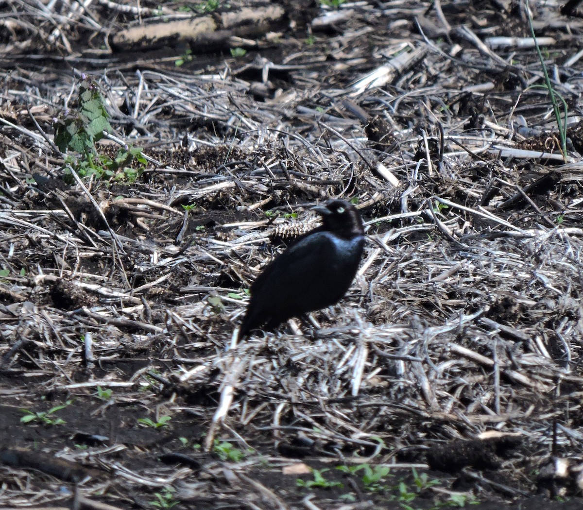 Brewer's Blackbird - Eric Michael