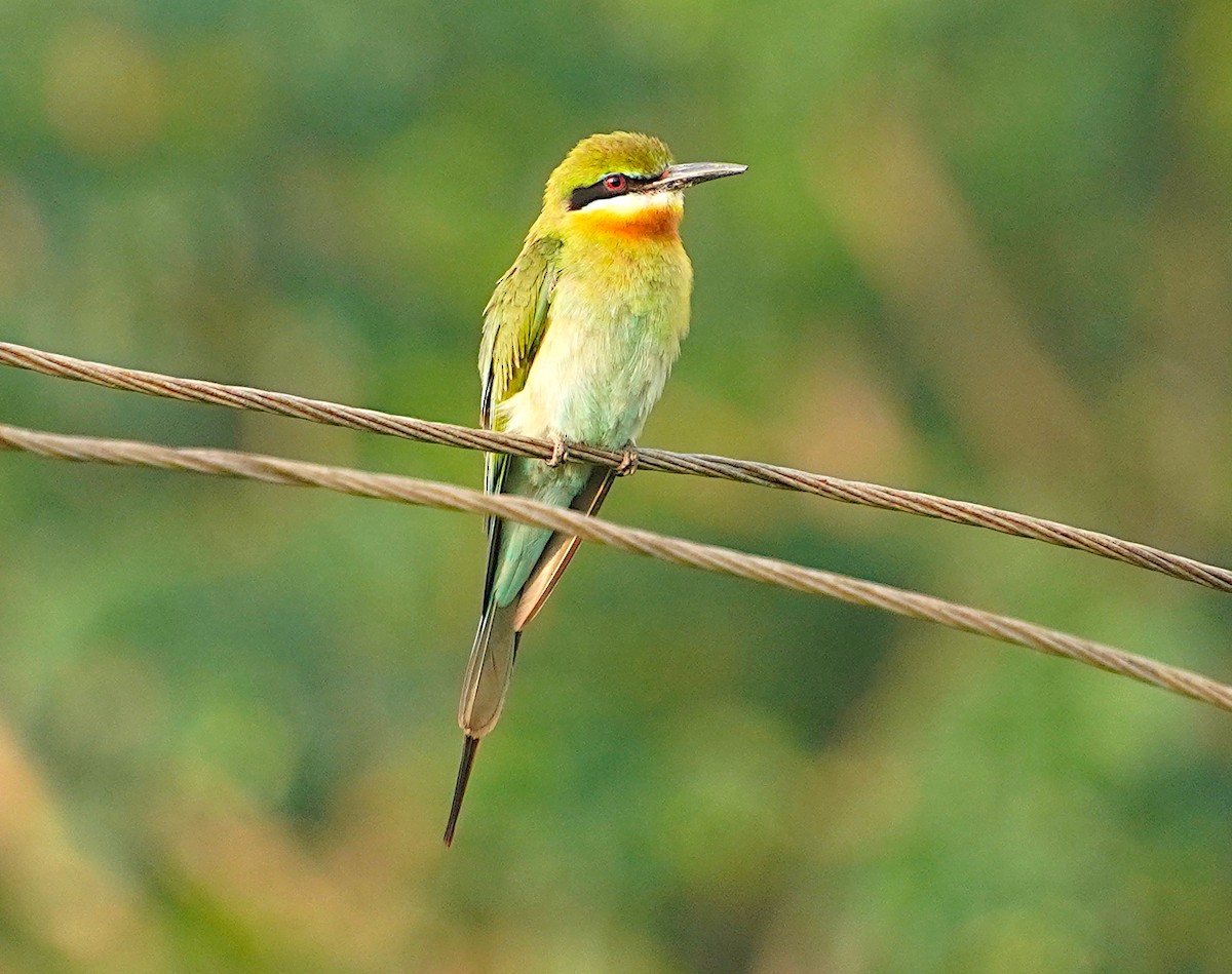 Blue-tailed Bee-eater - Ayaan S