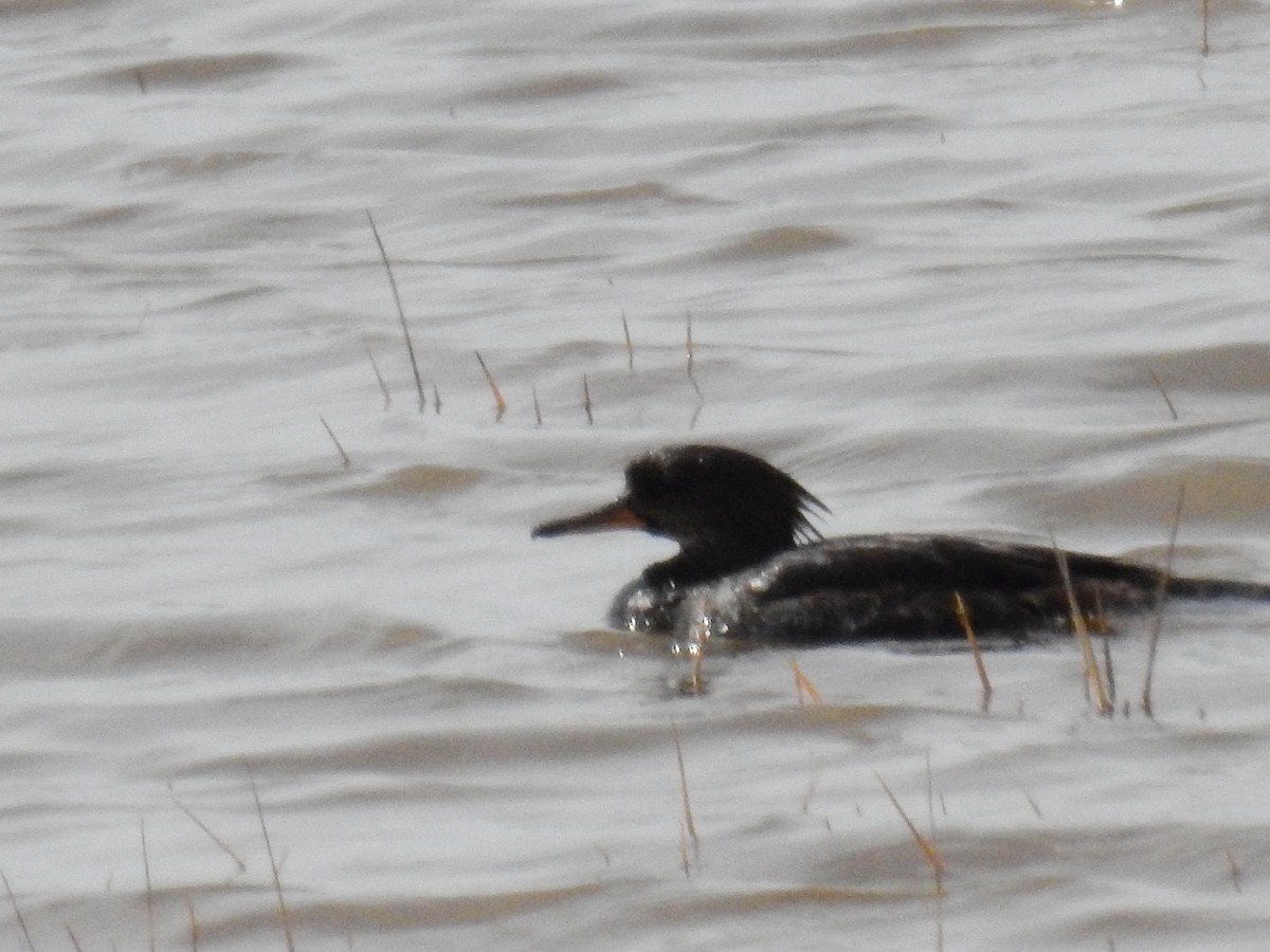 Hooded Merganser - Bob Meier