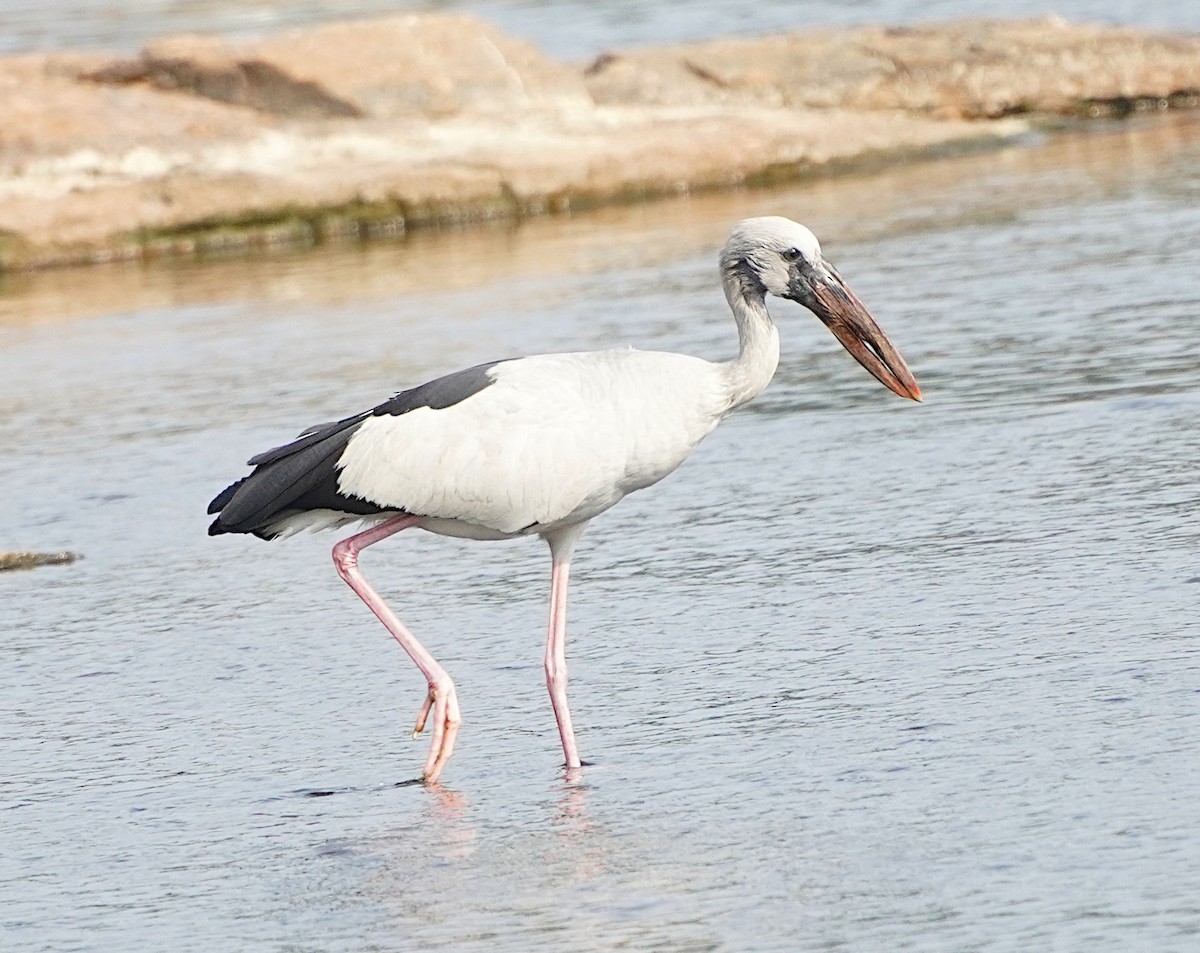 Asian Openbill - Ayaan S