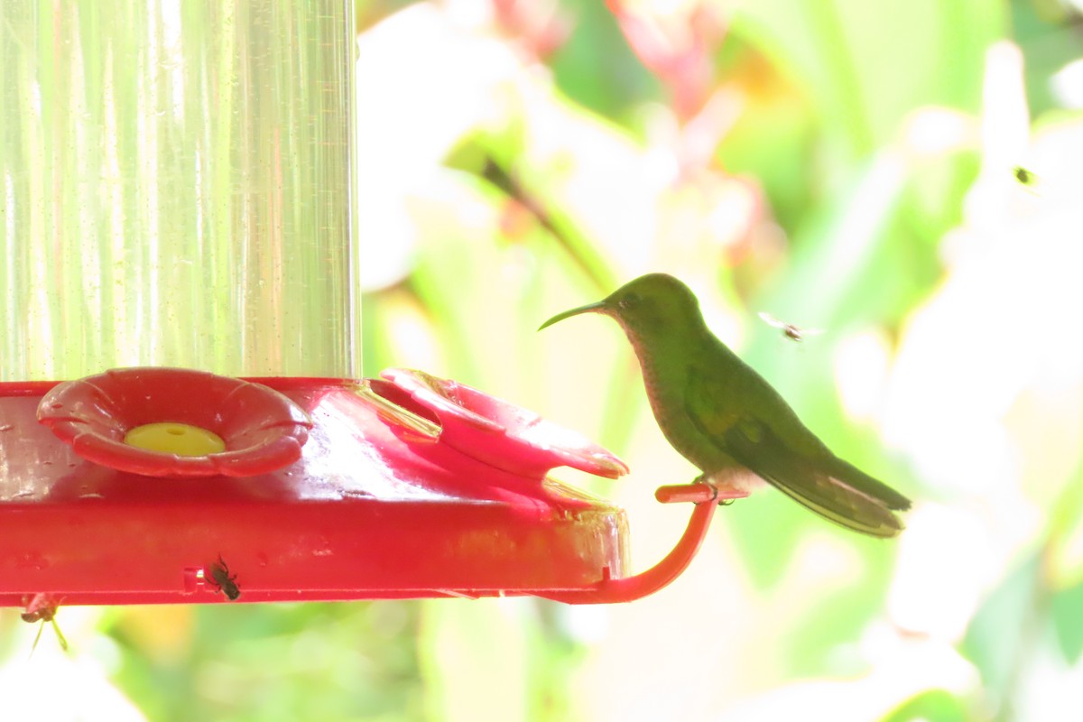 kolibřík měděnohlavý - ML618262796