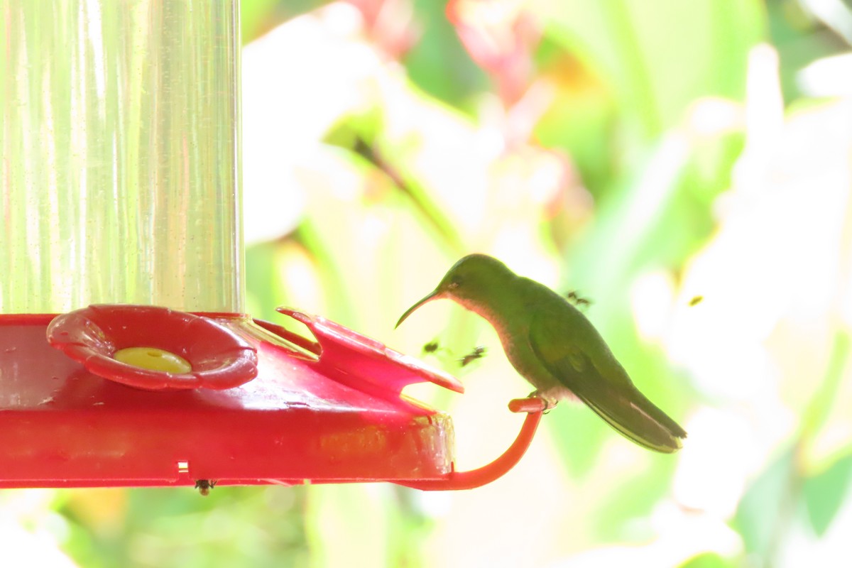 kolibřík měděnohlavý - ML618262797