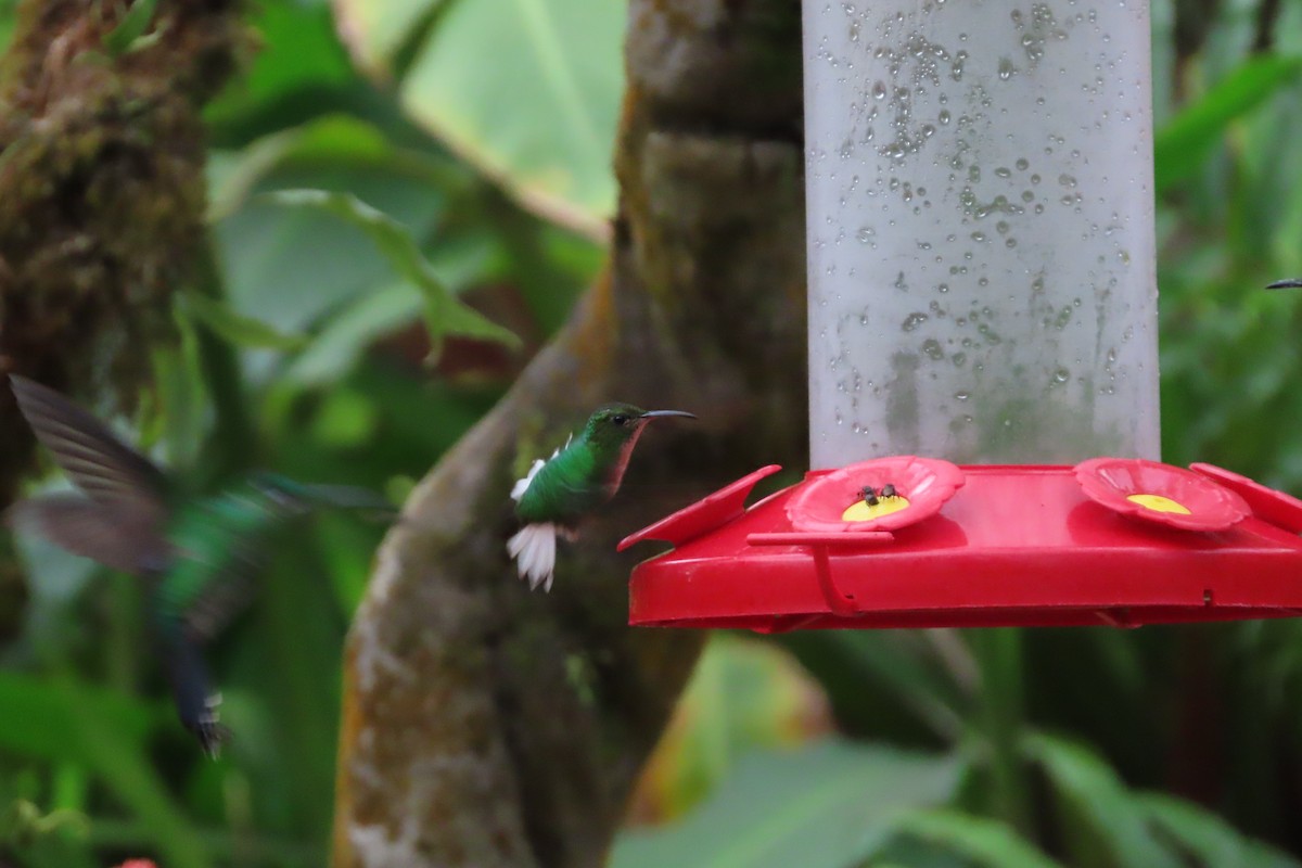 kolibřík měděnohlavý - ML618262799