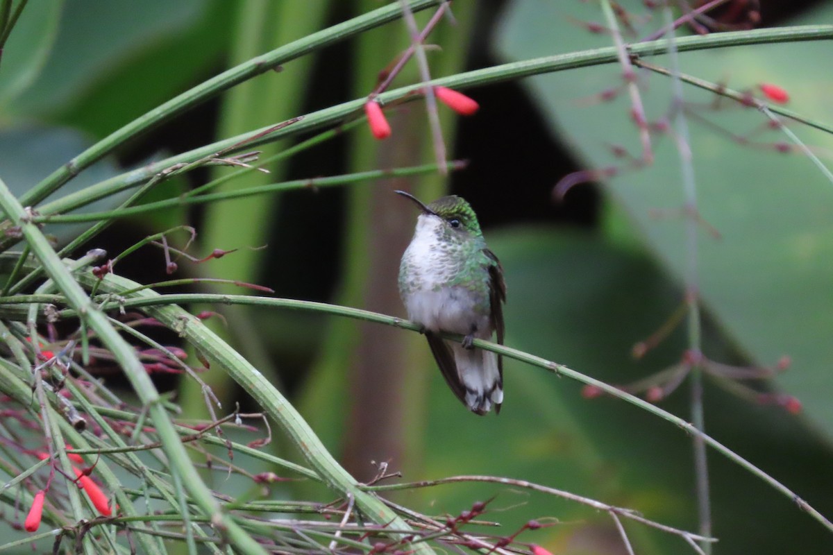 kolibřík měděnohlavý - ML618262801