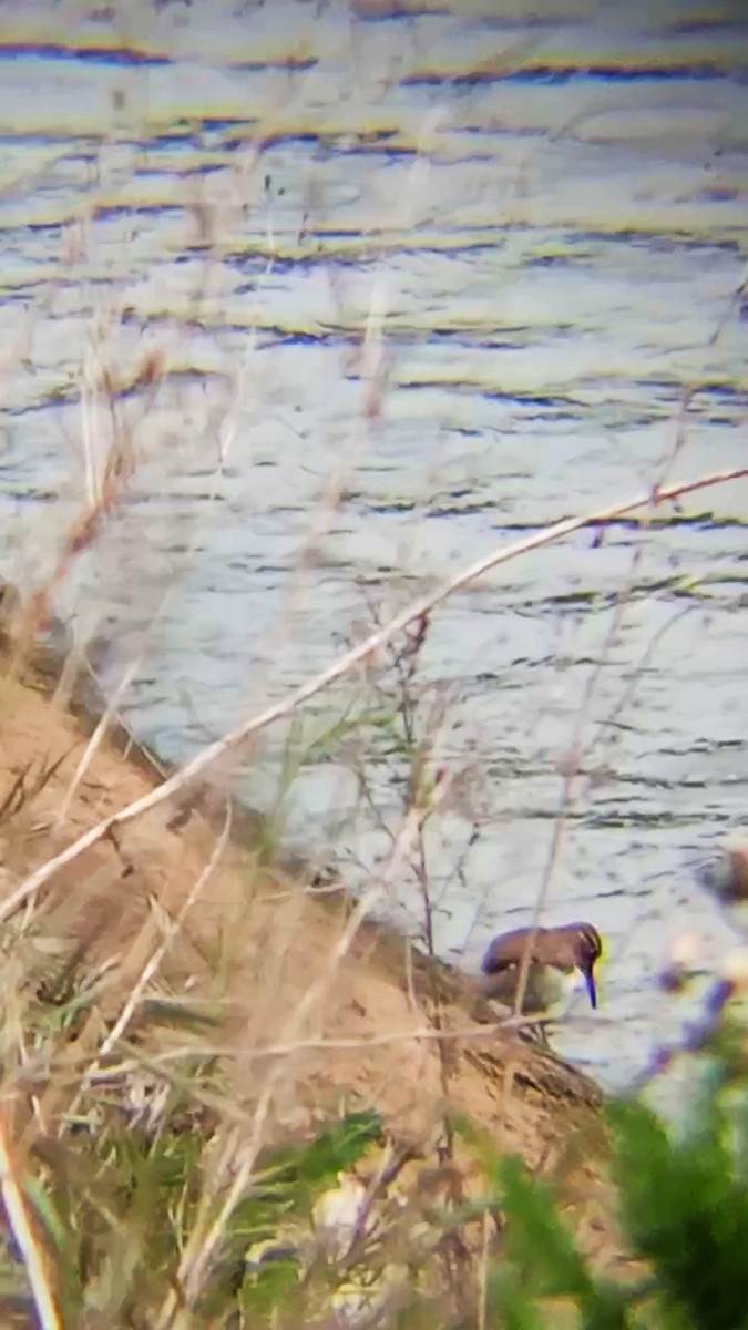 Common Sandpiper - Laurent Pascual-Le Tallec