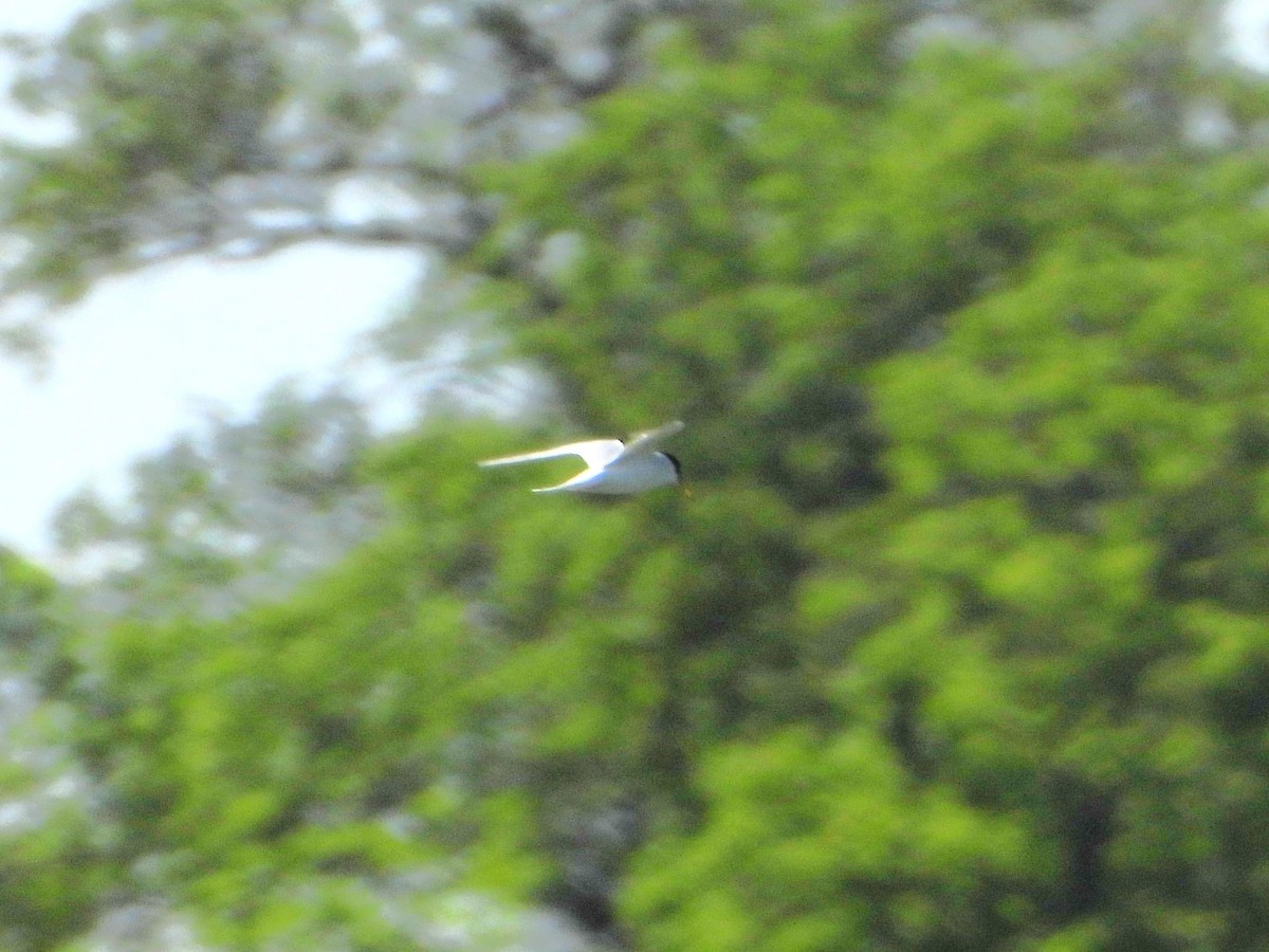 Little Tern - ML618262835