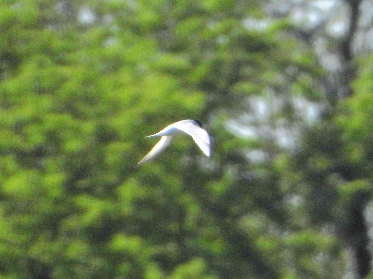 Little Tern - ML618262836