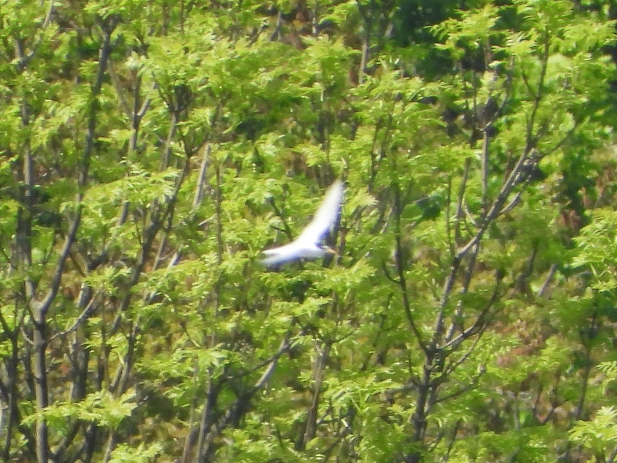 Little Tern - Pavel Hastík