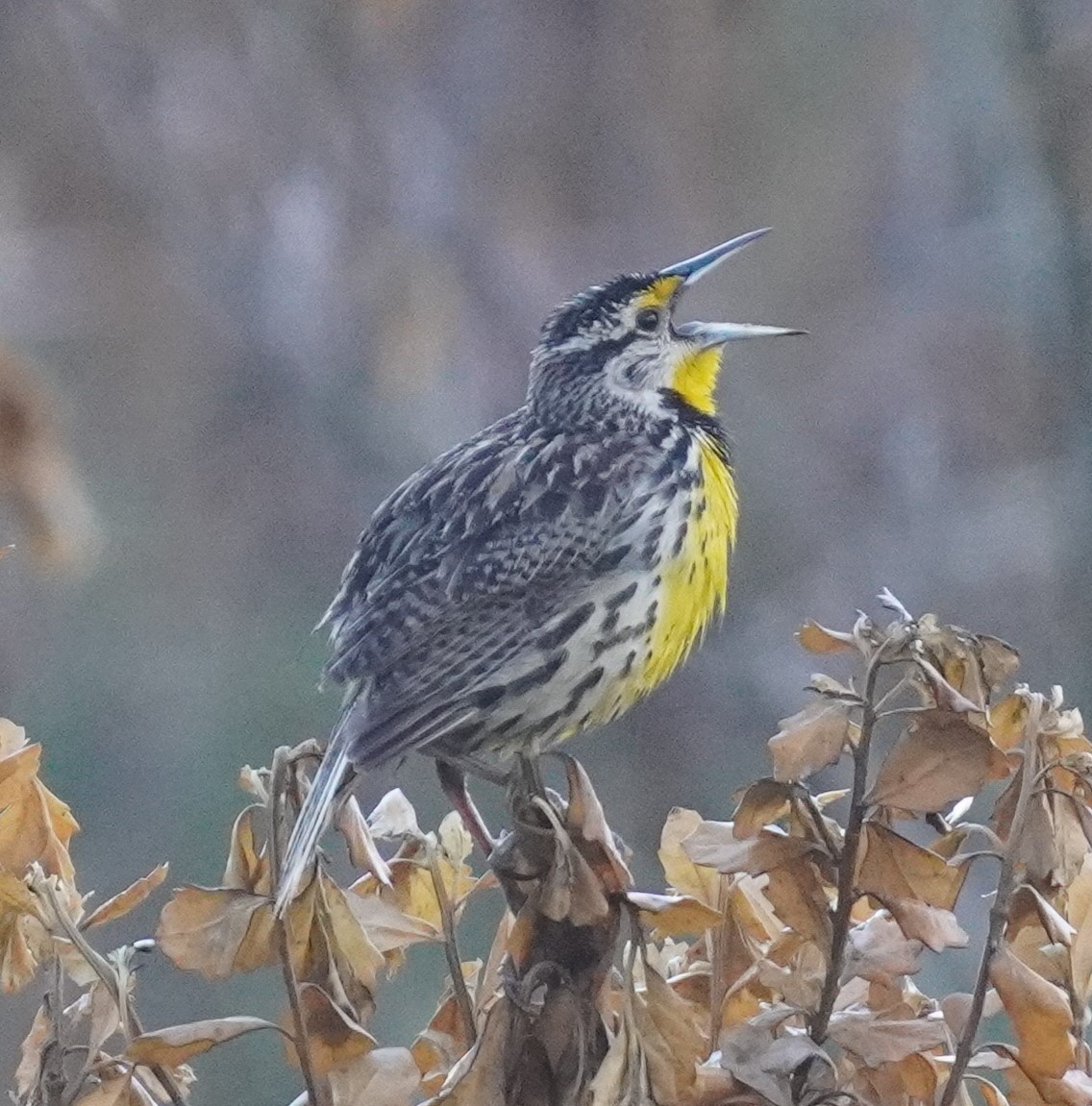 Eastern Meadowlark - ML618262863