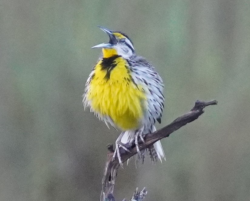 Eastern Meadowlark - ML618262864