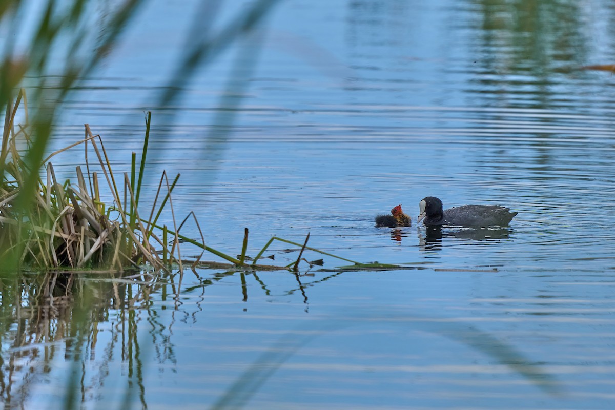 Eurasian Coot - Beata Milhano