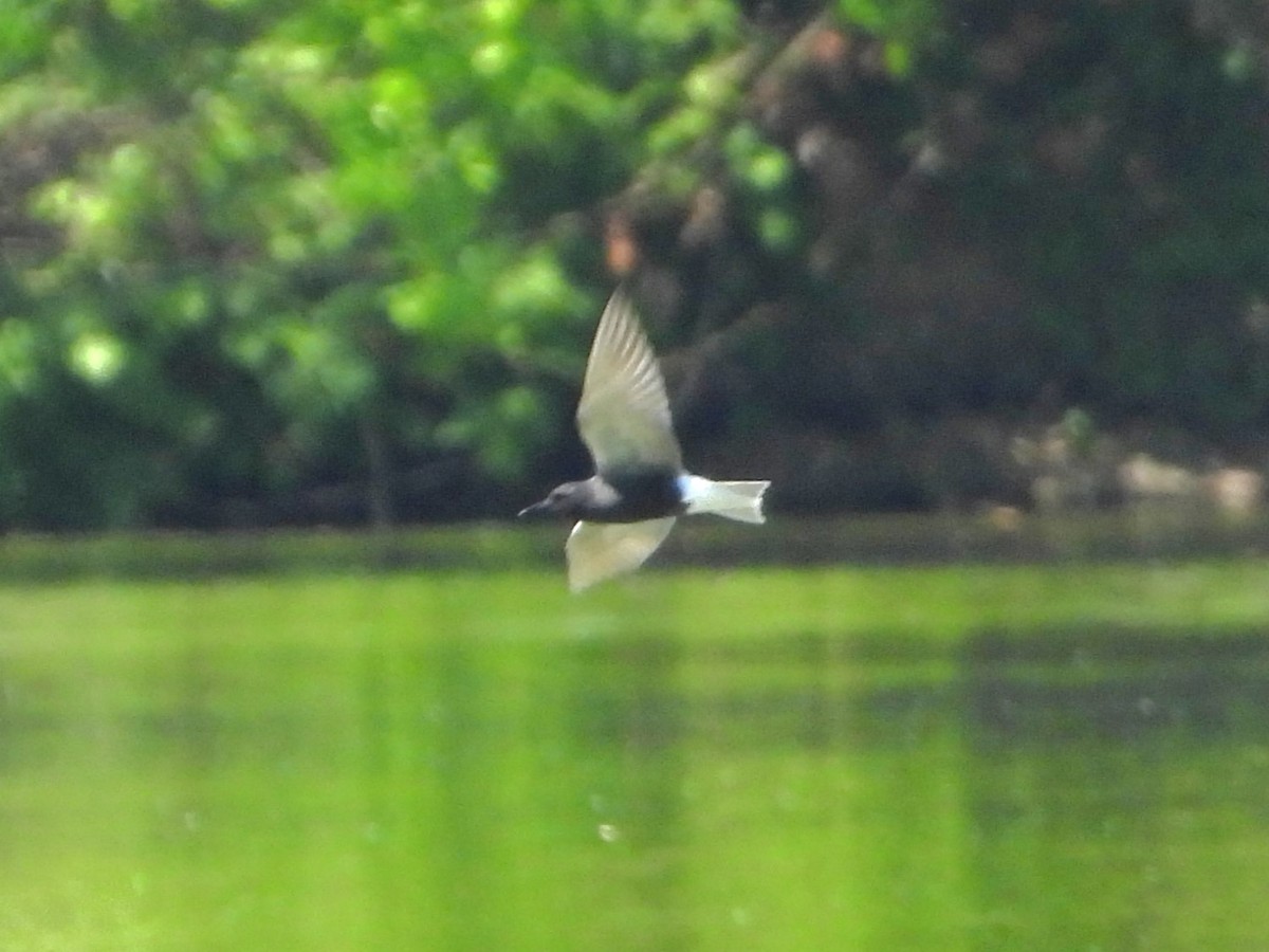 Black Tern - ML618262874