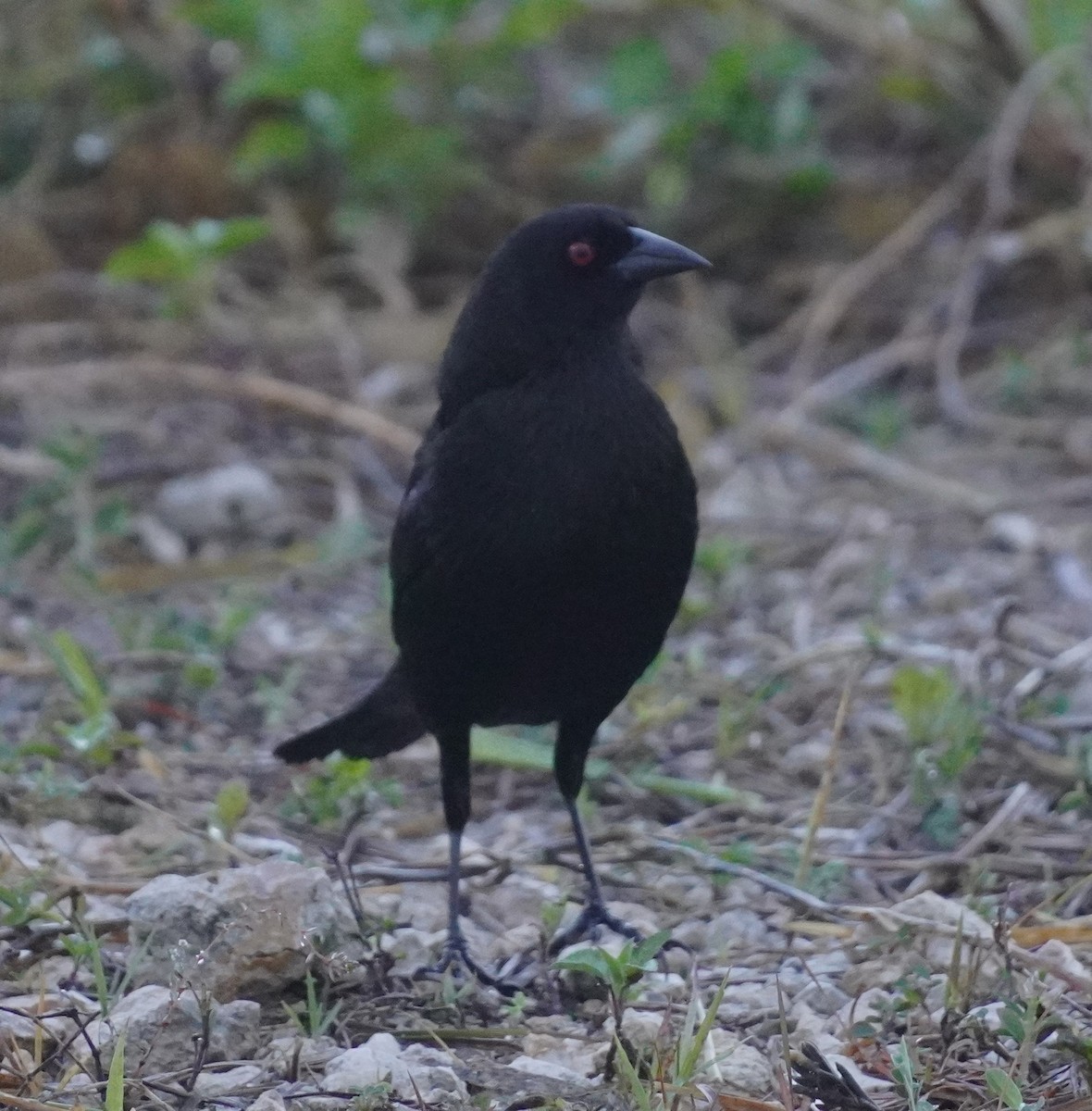 Bronzed Cowbird - ML618262876