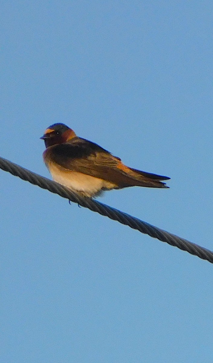 Cliff Swallow - Lee Gray