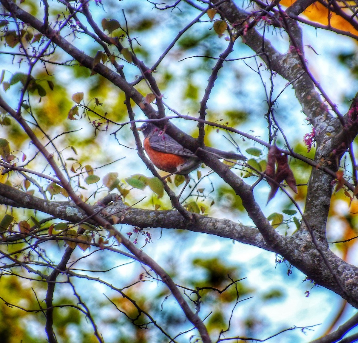 American Robin - Traci McDonough