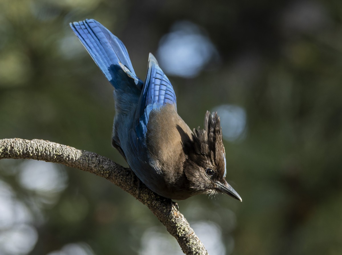 Steller's Jay - Anonymous