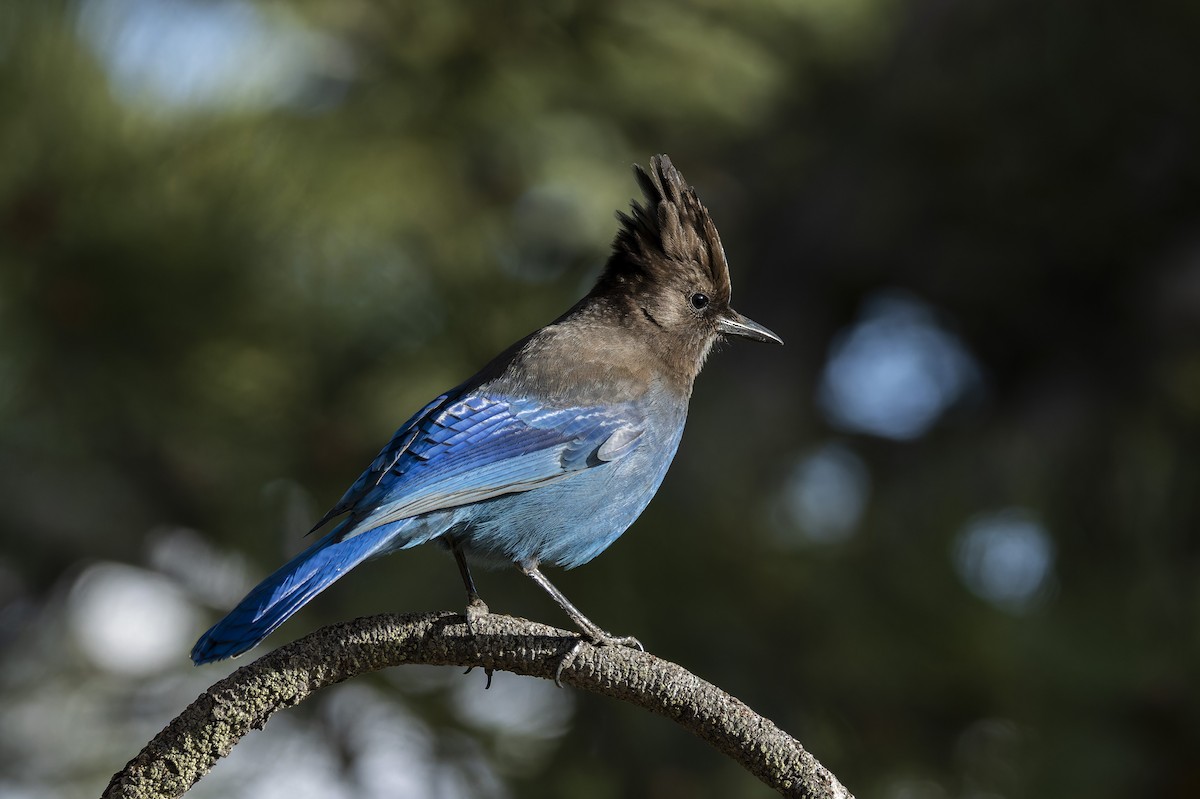 Steller's Jay - Anonymous