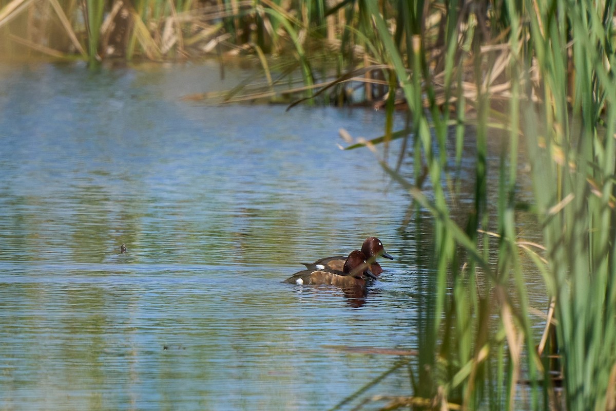 Ferruginous Duck - ML618262929