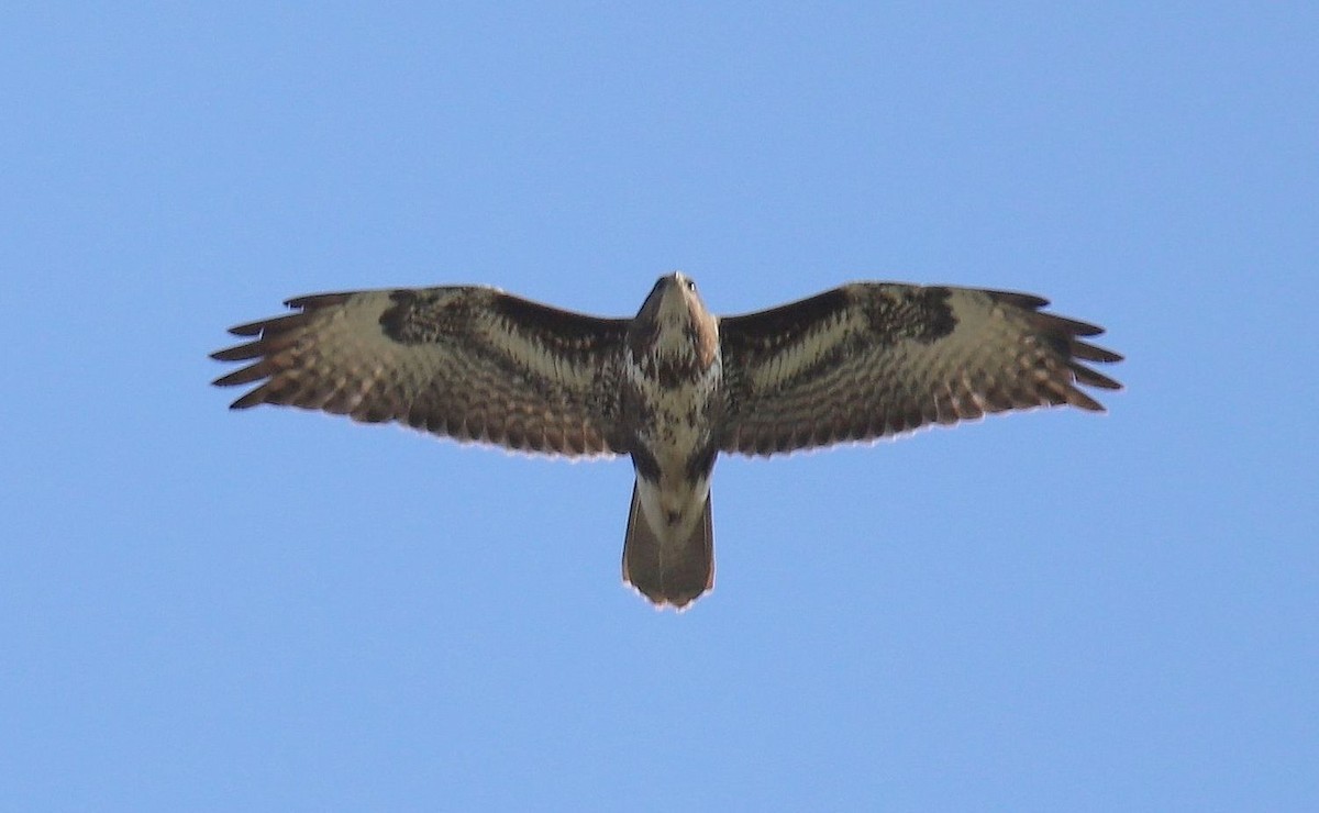 Common Buzzard (Western) - ML618262937