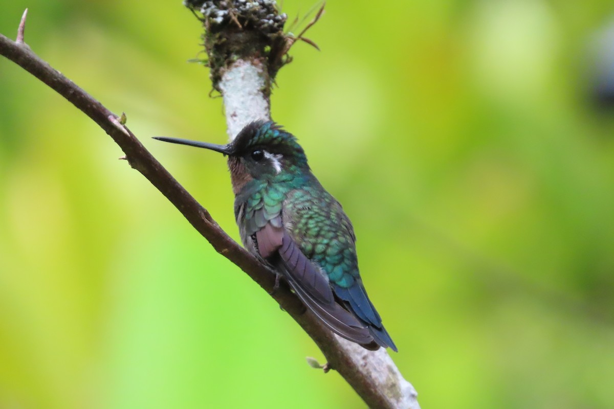 Purple-throated Mountain-gem - stuart varney