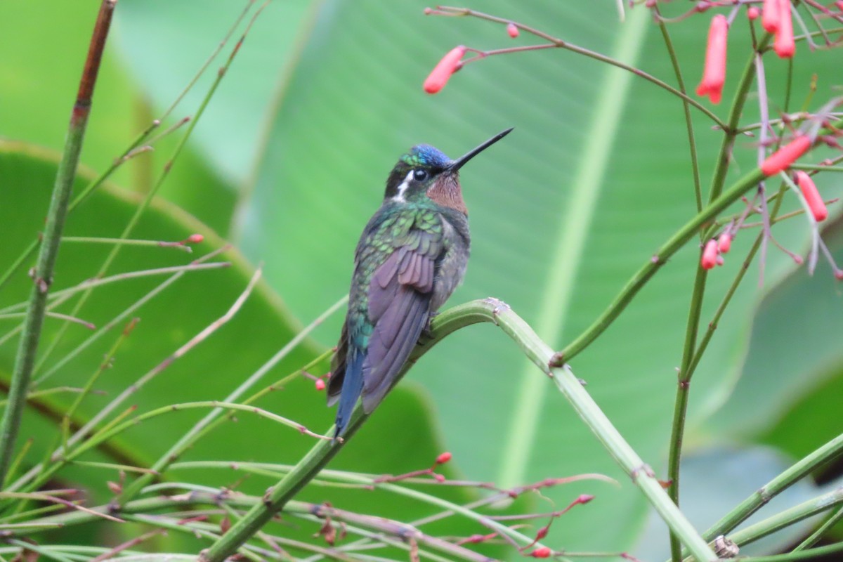 Purple-throated Mountain-gem - stuart varney