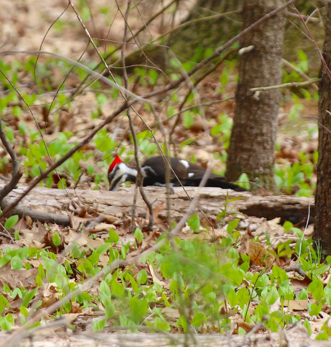 Pileated Woodpecker - Cynthia Conturie