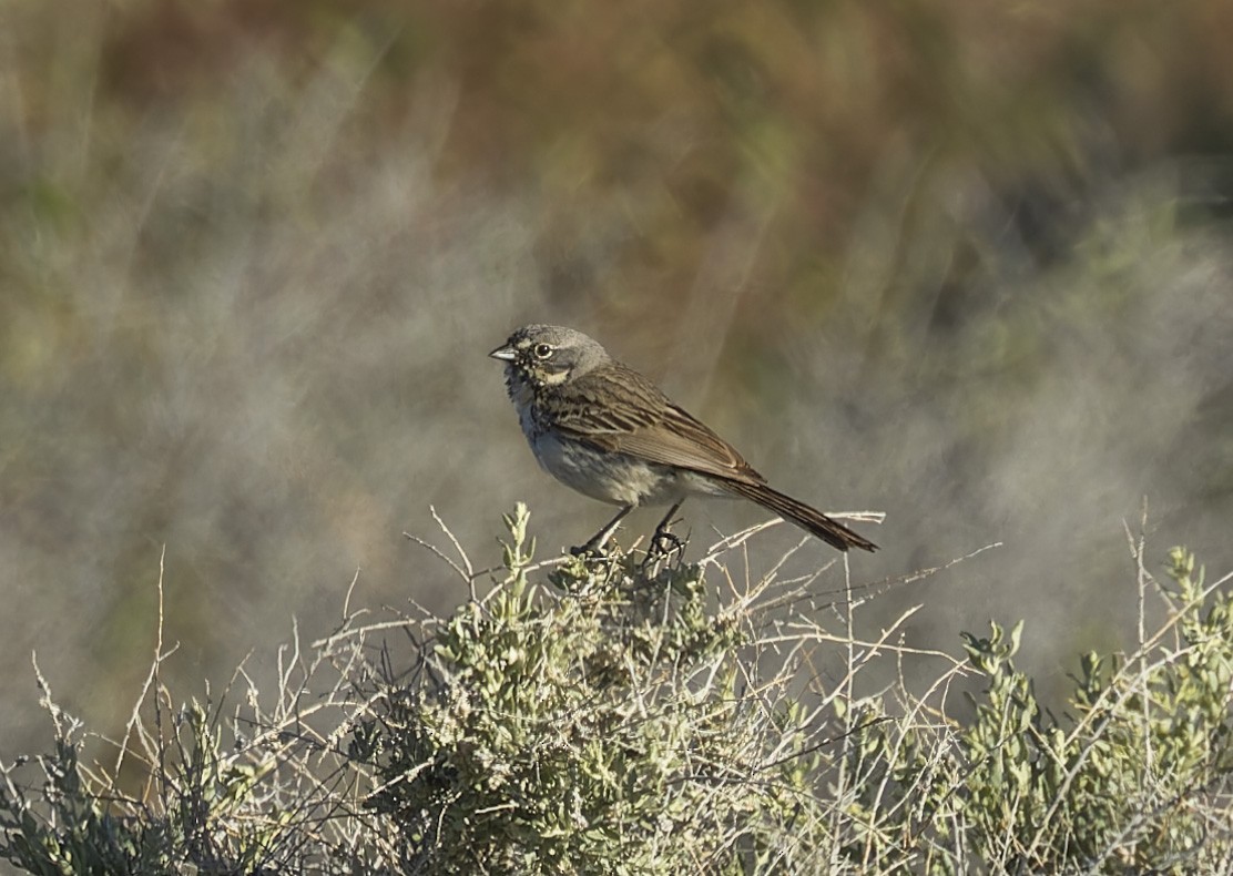 Bell's Sparrow - Anonymous