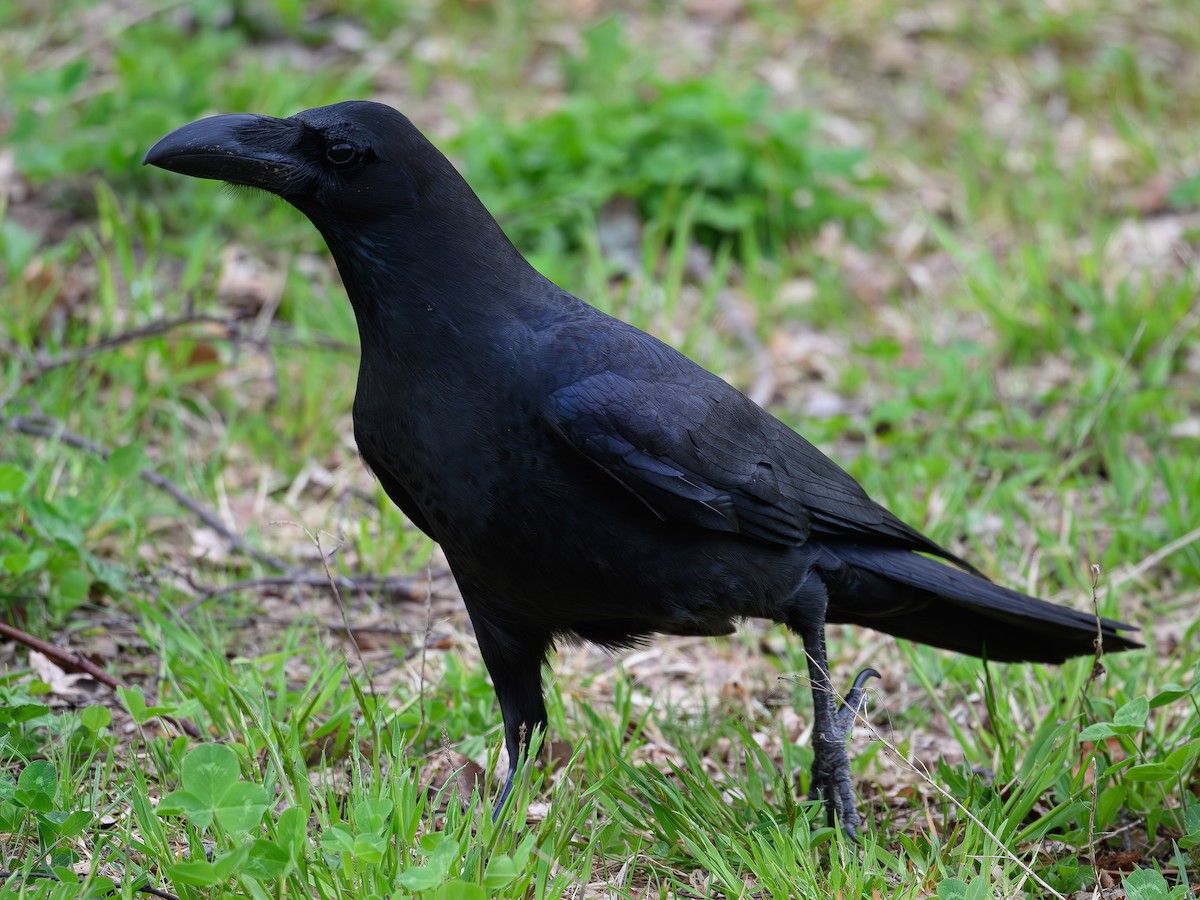 Large-billed Crow - Yuya Okuzaki