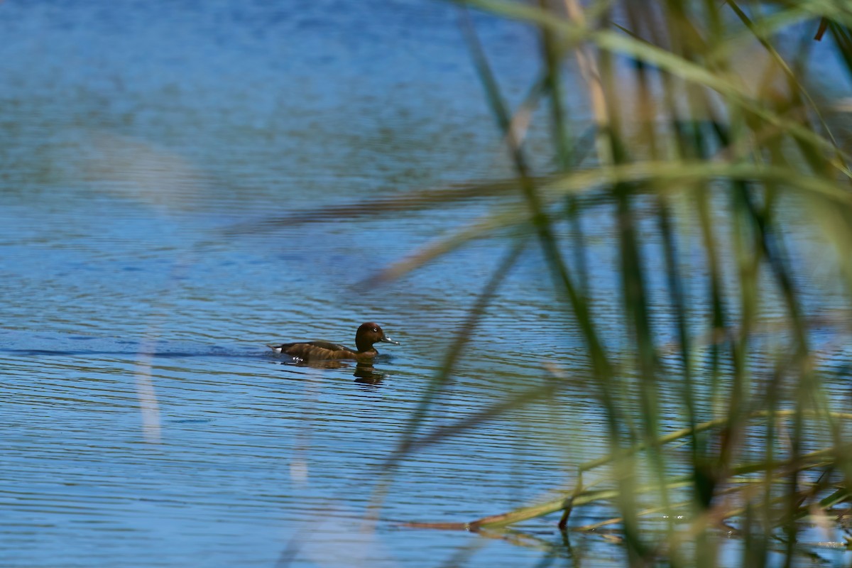 Ferruginous Duck - Beata Milhano