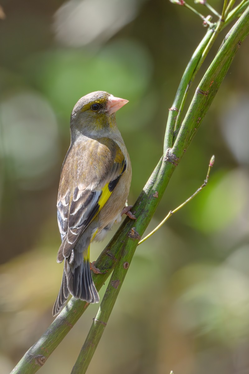 Oriental Greenfinch - Yuya Okuzaki