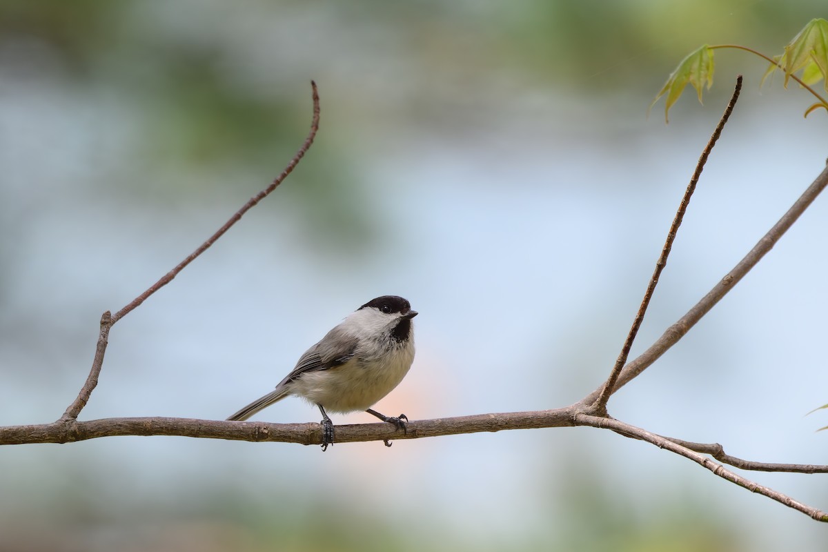 Willow Tit - Yuya Okuzaki