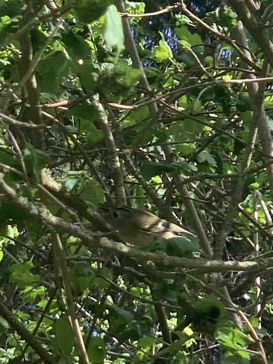 Goldcrest - The Bird kid