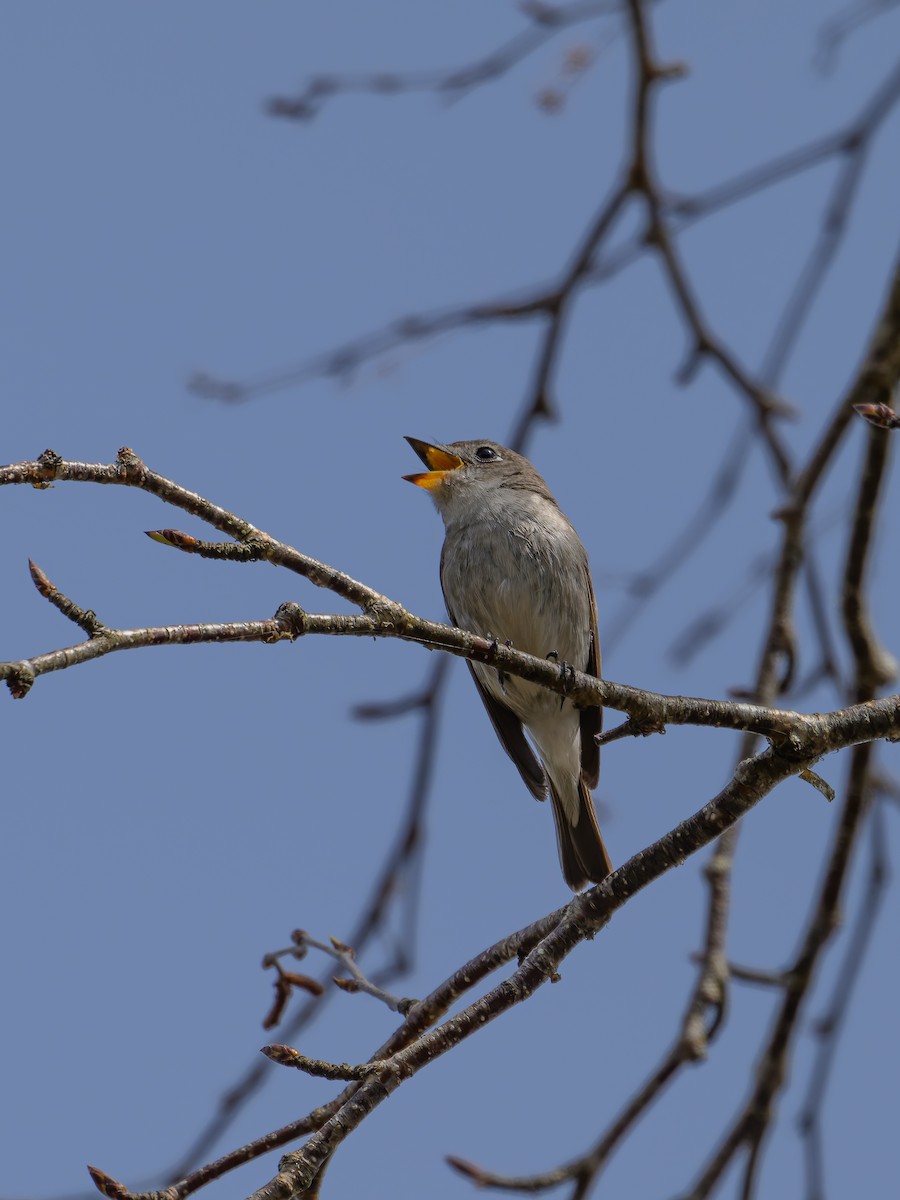 Asian Brown Flycatcher - Yuya Okuzaki