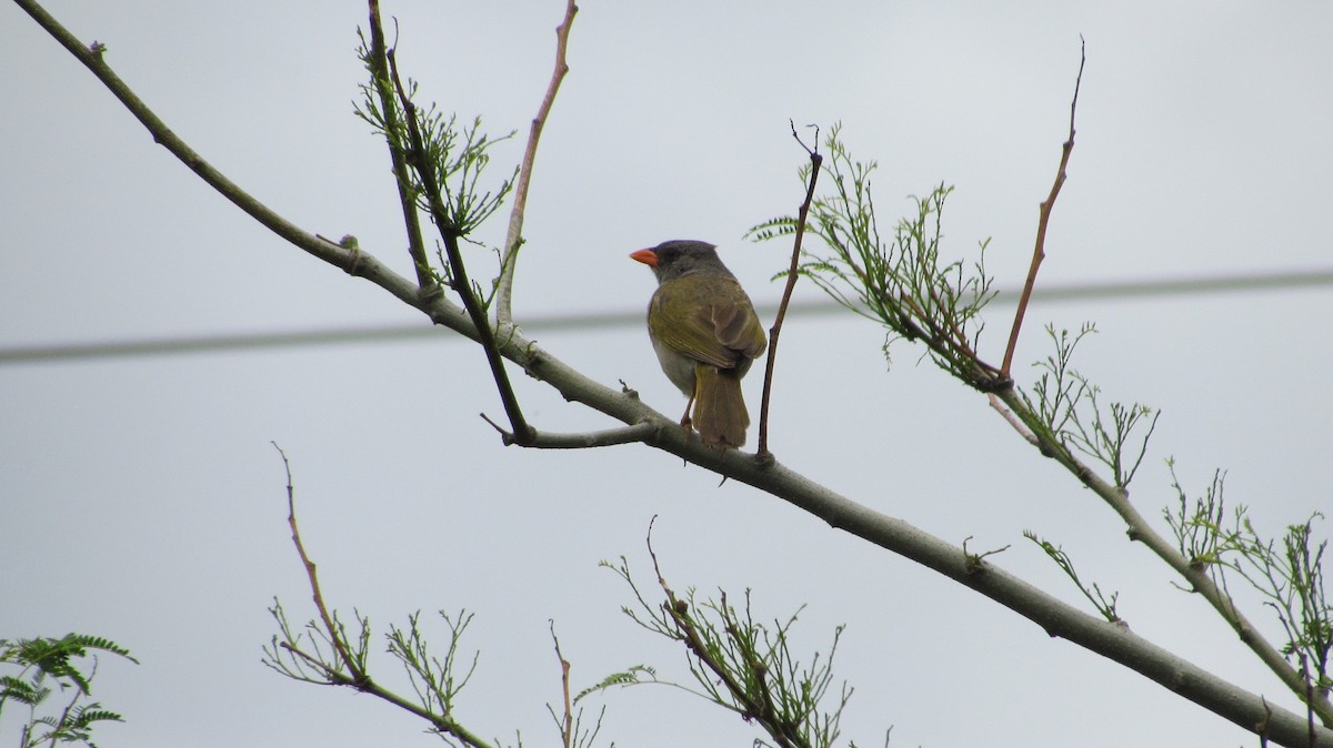 Great Pampa-Finch - cynthia arenas