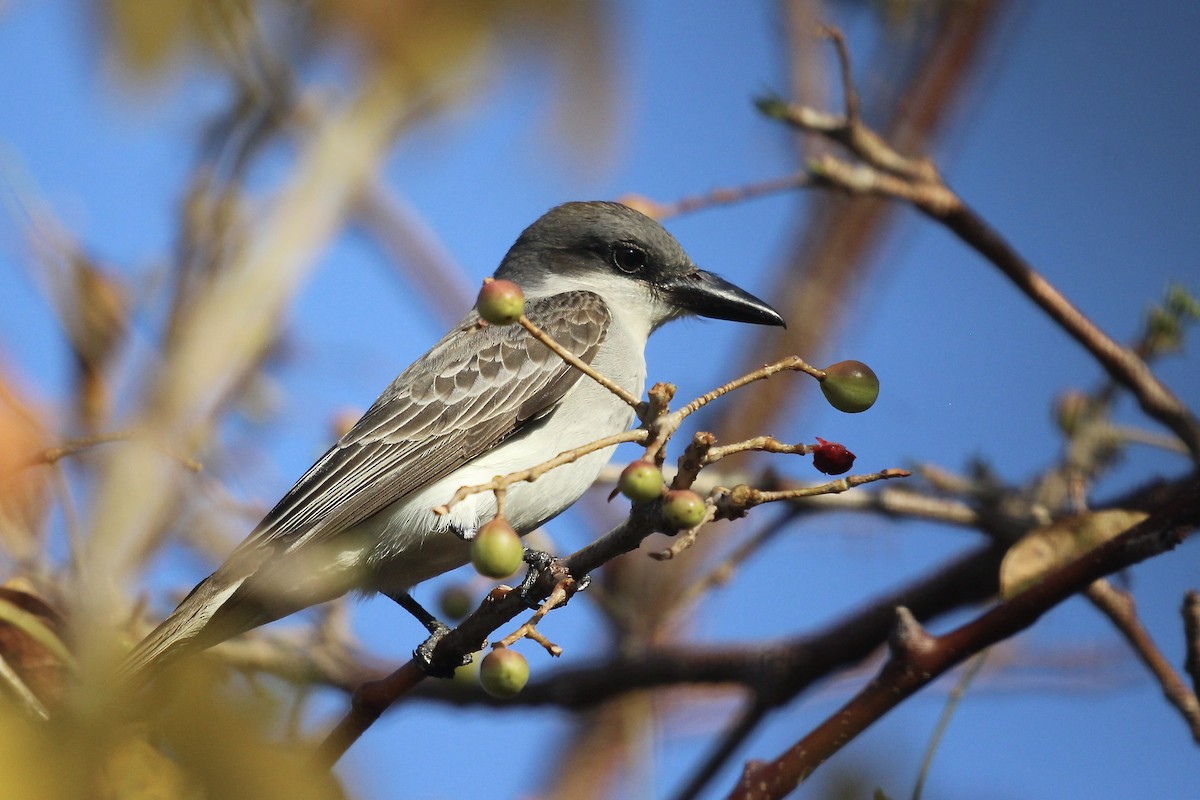 Gray Kingbird - ML618263021