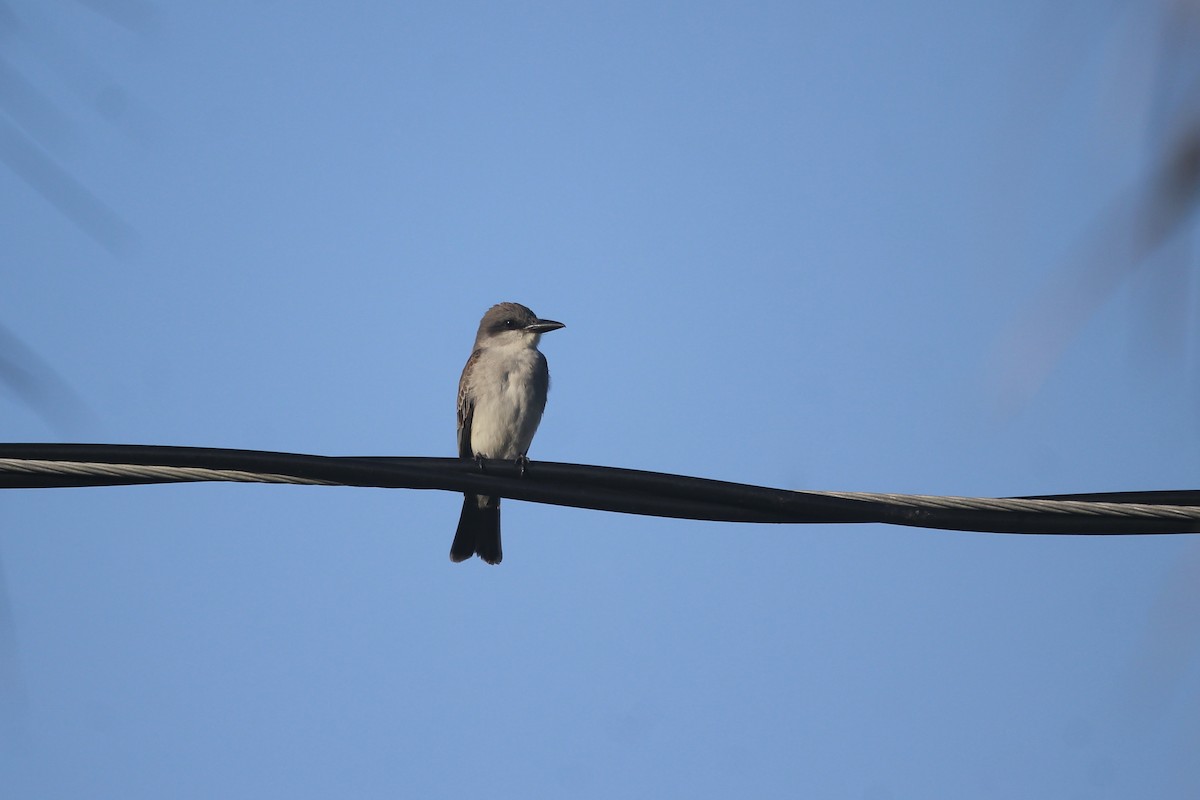 Gray Kingbird - ML618263027