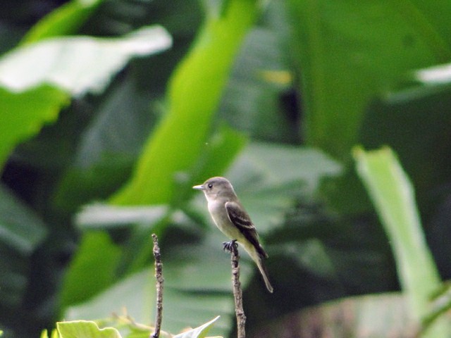 pewee sp. (Contopus sp.) - ML618263042