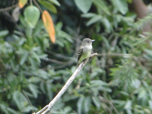 pewee sp. (Contopus sp.) - ML618263043