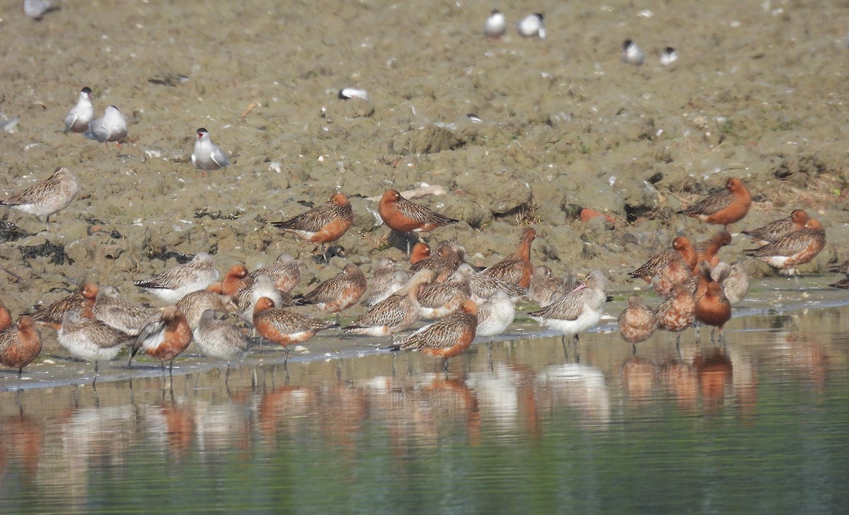 Bar-tailed Godwit - ML618263055